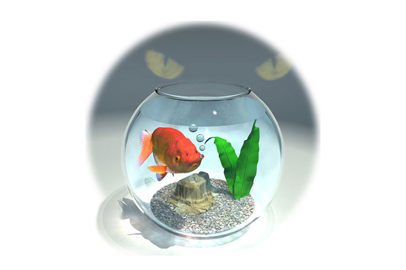 illustration poisson rouge